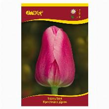 ТЮЛЬПАН КРИСМАС ДРИМ 3шт-карточка