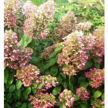 ГОРТЕНЗИЯ МЕТЕЛЬЧАТАЯ АНГЕЛ БЛАНШ горшок-с1