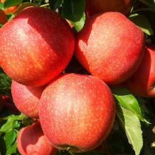 ЯБЛОНЯ ГАЛА МАСТ пакет