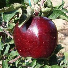 ЯБЛОНЯ ДЖЕРОМИНИ пакет