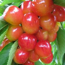 ЧЕРЕШНЯ НАПОЛЕОН РОЗОВЫЙ пакет