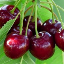 ЧЕРЕШНЯ ВЕДА горшок-с7,5