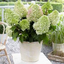 ГОРТЕНЗИЯ МЕТЕЛЬЧАТАЯ ЛИТЛ ФРЕЙЗ пакет