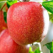 ЯБЛОНЯ БРЕДБУРН пакет