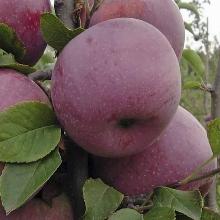 ЯБЛОНЯ ЛИБЕРТИ пакет