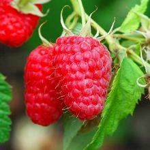 МАЛИНА ШТАМБОВАЯ КРЕПЫШ пакет