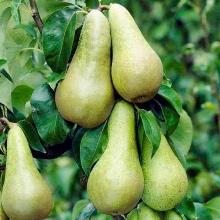 ГРУША КОЛОНОВИДНАЯ ДК-2 горшок-с3