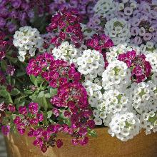 РАССАДА АЛИССУМ АМПЕЛЬНЫЙ кассета-4шт