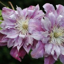 КЛЕМАТИС РЕГАМАФФИН горшок-с1