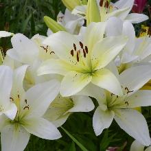 ЛИЛИЯ СНОУДОН АЗИАТСКИЙ ГИБРИД пакет