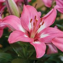 Нажмите чтобы увеличить изображение