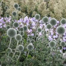 МОРДОВНИК СТАР ФРОСТ пакет