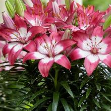 ЛИЛИЯ РОЗАЛИН АЗИАТСКИЙ ГИБРИД горшок-с1