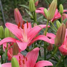 ЛИЛИЯ СИЛТ АЗИАТСКИЙ ГИБРИД горшок-с1