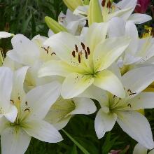 ЛИЛИЯ СНОУДОН АЗИАТСКИЙ ГИБРИД горшок-с1