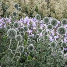 МОРДОВНИК СТАР ФРОСТ горшок-с1