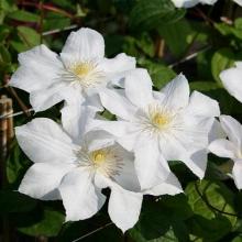 КЛЕМАТИС МАДАМ ЛЕКУЛЬТР горшок-с3