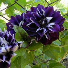 КЛЕМАТИС ШИН ШИГОКУ горшок-с3