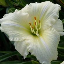 ЛИЛЕЙНИК ДЖОАН СЕНЬОР горшок-с3