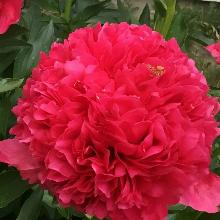 ПИОН КОММАНД ПЕРФОМАНС горшок-с3