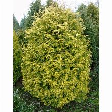 ТУЯ ЗАПАДНАЯ ХОЛМСТРУП ЕЛЛОУ горшок-с1