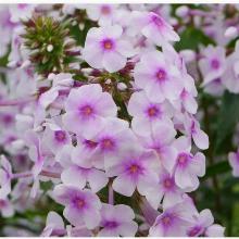 ФЛОКС ШАРЛОТТА горшок-с3