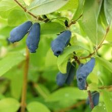 ЖИМОЛОСТЬ ПЛОДОВАЯ СИБИРЯЧКА пакет