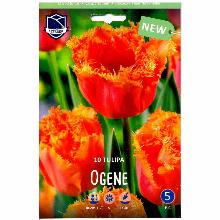 ТЮЛЬПАН ОГЕН 10шт-карточка lefeber