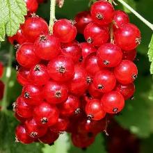 СМОРОДИНА КРАСНАЯ РОЗИТА пакет