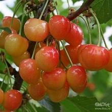 ЧЕРЕШНЯ ФАТЕЖ горшок-с10