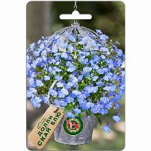 ЛОБЕЛИЯ ДОЛЛИ СКАЙ БЛЮ 10 ШТ биотехника