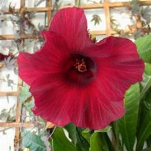 ГИБИСКУС КИТАЙСКАЯ РОЗА горшок-с3 флос