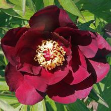 ПИОН ИТО-ГИБРИД ЧИФ БЛЭК ХОУК пакет