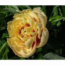 ПИОН ИТО-ГИБРИД ПРЕЙРИ ЧАРМ пакет