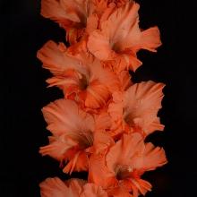 ГЛАДИОЛУС ОРАНЖЕВАЯ ЧУМА 10шт-пакет детка