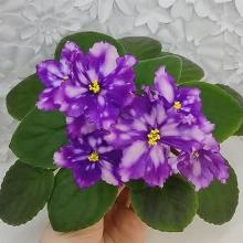 ФИАЛКА МТ-СВЕТ КОМЕТЫ горшок-с1 флос