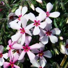 Нажмите чтобы увеличить изображение