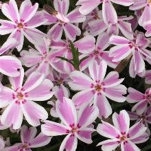 Нажмите чтобы увеличить изображение