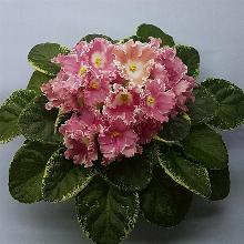 ФИАЛКА НД-МОРКОВКА горшок-с1 флос