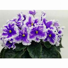 ФИАЛКА МТ-СОЗВЕЗДИЕ ЛИРА горшок-с1 флос