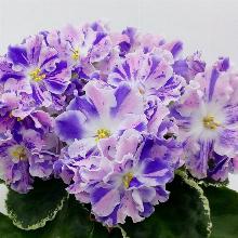 ФИАЛКА ЛЕ-СЮРПРИЗ ЗИМЫ горшок-с1 флос