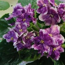 ФИАЛКА МТ-ЦАРСТВО МОРФЕЯ горшок-с1 флос