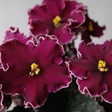 ФИАЛКА РМ-ВИЗАВИ горшок-с1 флос