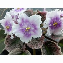 ФИАЛКА ДN-ДУХ PIЗДВА горшок-с1 флос