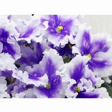 ФИАЛКА МТ-ИМПУЛЬС ВСЕЛЕННОЙ горшок-с1 флос