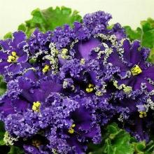 ФИАЛКА REIGNING BEAUTY горшок-с1 флос