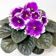 ФИАЛКА KZ-СВАДЬБА В МАЛИНОВКЕ горшок-с1 флос