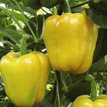 РАССАДА ПЕРЕЦ СЛАДКИЙ ЗОЛОТОЕ ЧУДО кассета-6шт