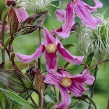 КЛЕМАТИС ФЛОРИС горшок-с1