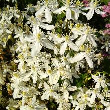 КЛЕМАТИС МАНЬЖУРСКИЙ горшок-с1